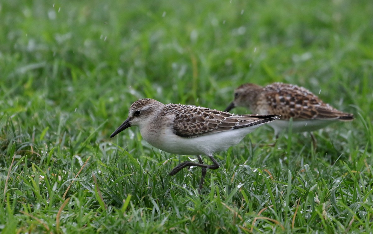 Semipalmated Sandpiper - ML364476841