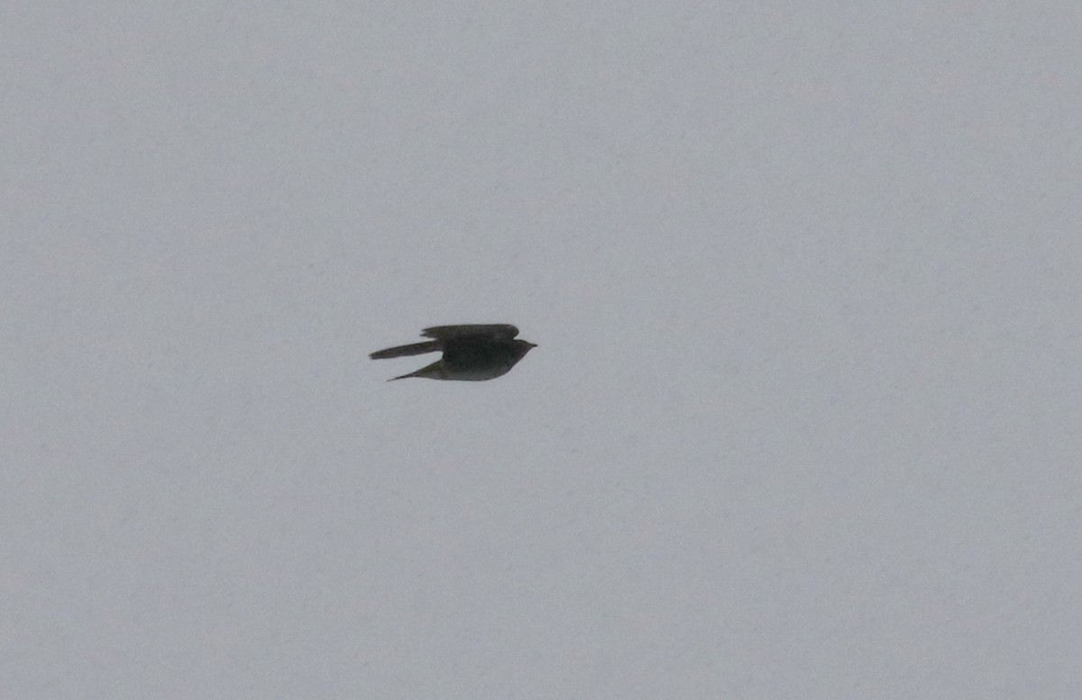 Purple Martin - ML364476961