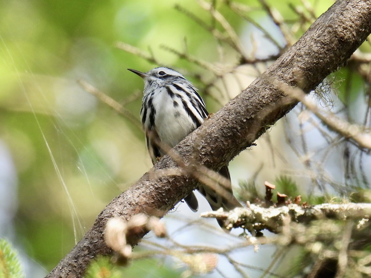 Black-and-white Warbler - Jeanne Tucker