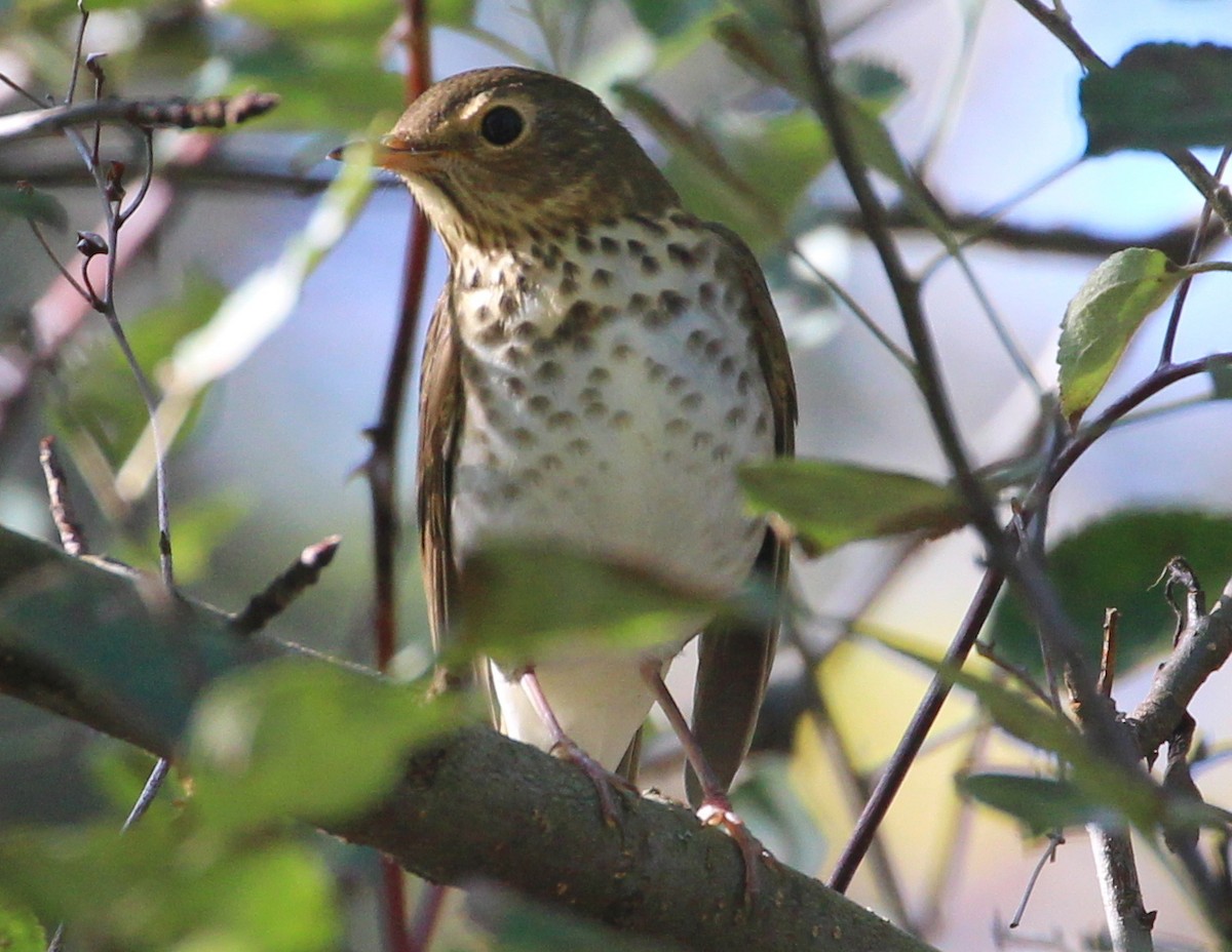 Swainson's Thrush - ML36447791