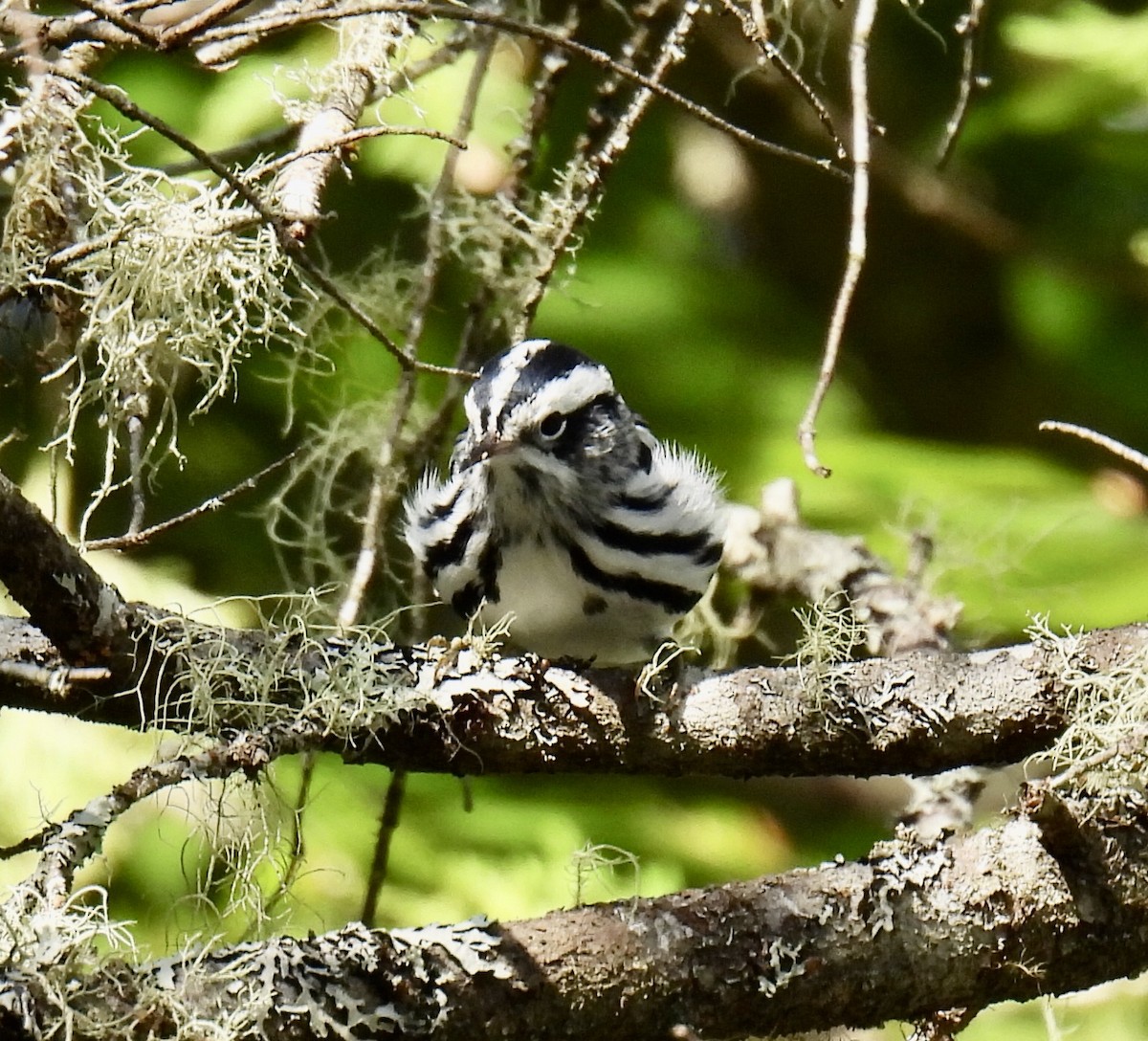 Black-and-white Warbler - Jeanne Tucker