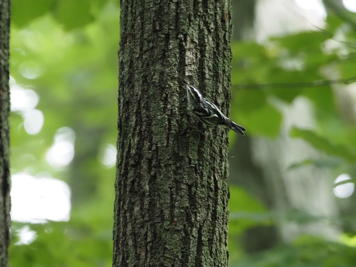 Black-and-white Warbler - ML364478481
