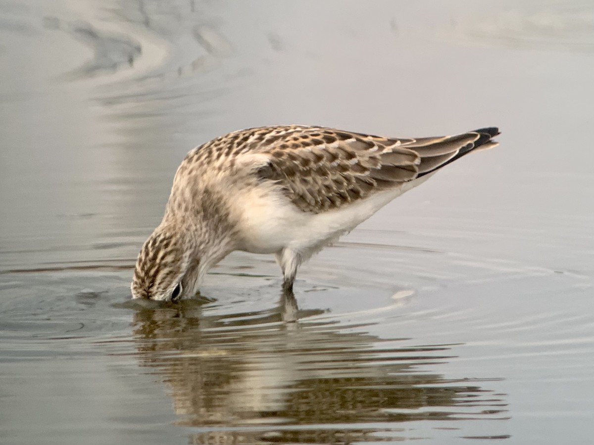 Semipalmated Sandpiper - ML364483031