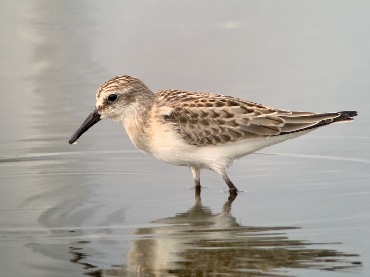 Semipalmated Sandpiper - ML364483041