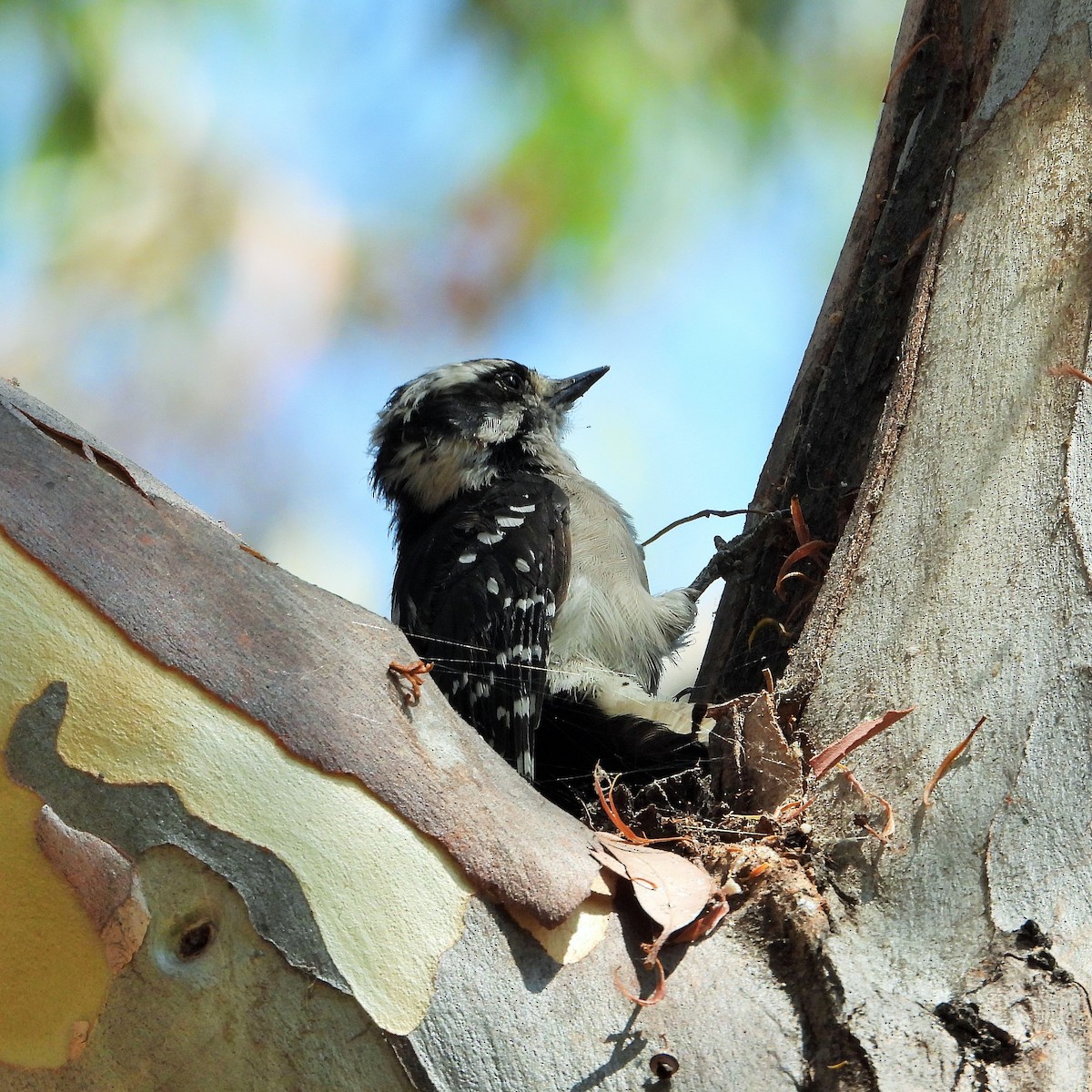 Downy Woodpecker - ML364483991