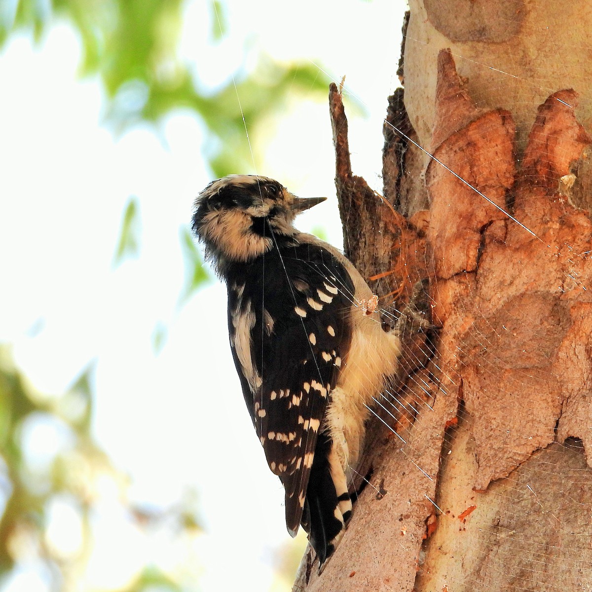 Downy Woodpecker - ML364484201