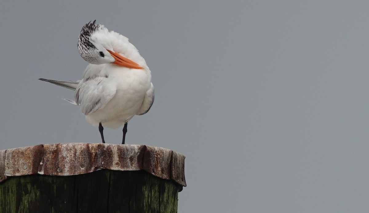 Royal Tern - ML364484411