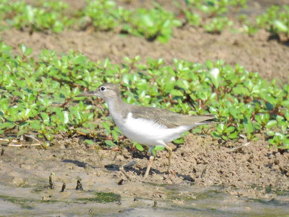 Spotted Sandpiper - ML364484761