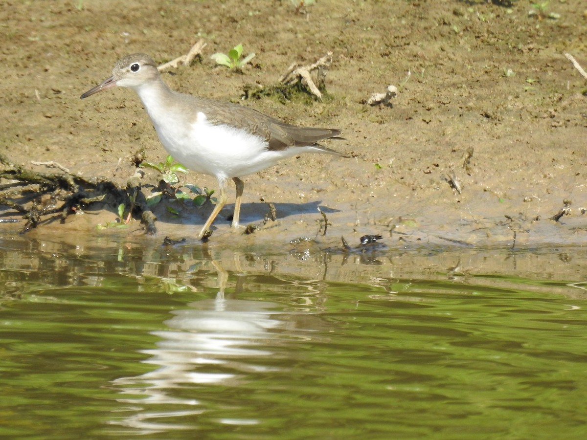 Spotted Sandpiper - James Bolte