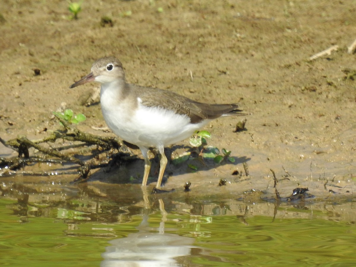 Spotted Sandpiper - ML364485091