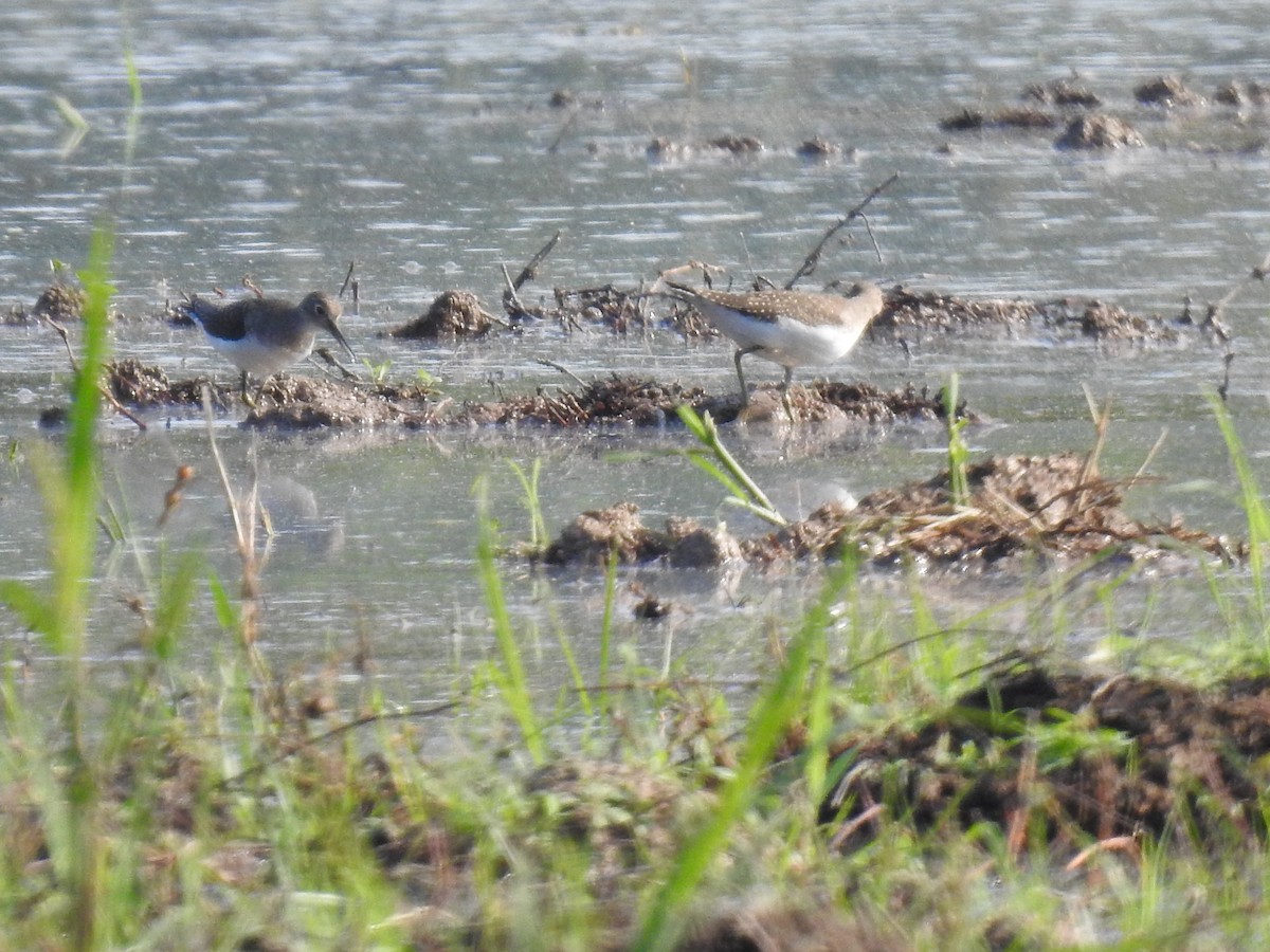 Solitary Sandpiper - ML364485291