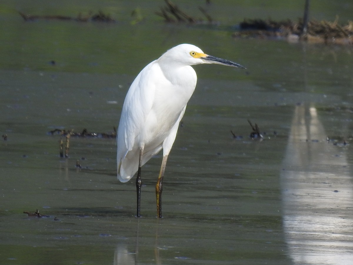 Snowy Egret - ML364485761