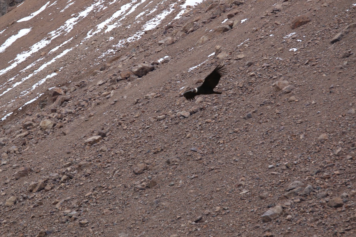 Condor des Andes - ML364485911