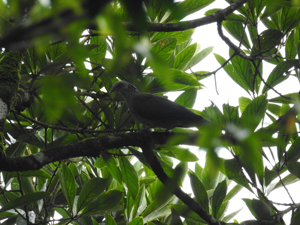 Nilgiri Wood-Pigeon - ML364485941