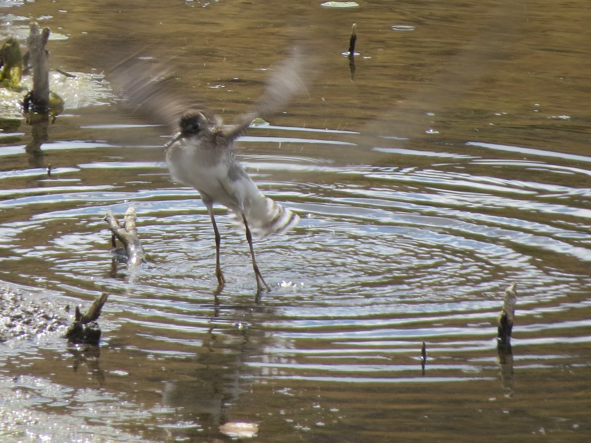 Solitary Sandpiper - ML364486051