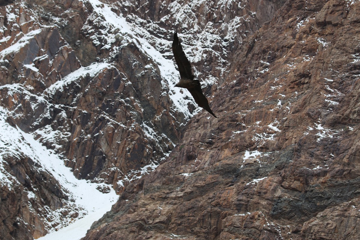 Condor des Andes - ML364486191