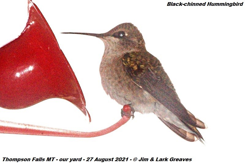 Black-chinned Hummingbird - ML364487721