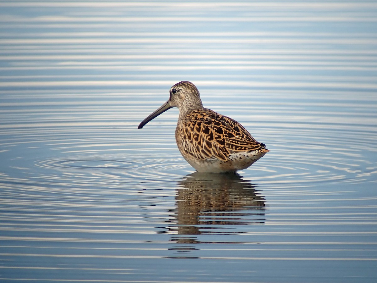 Short-billed Dowitcher - ML364491031