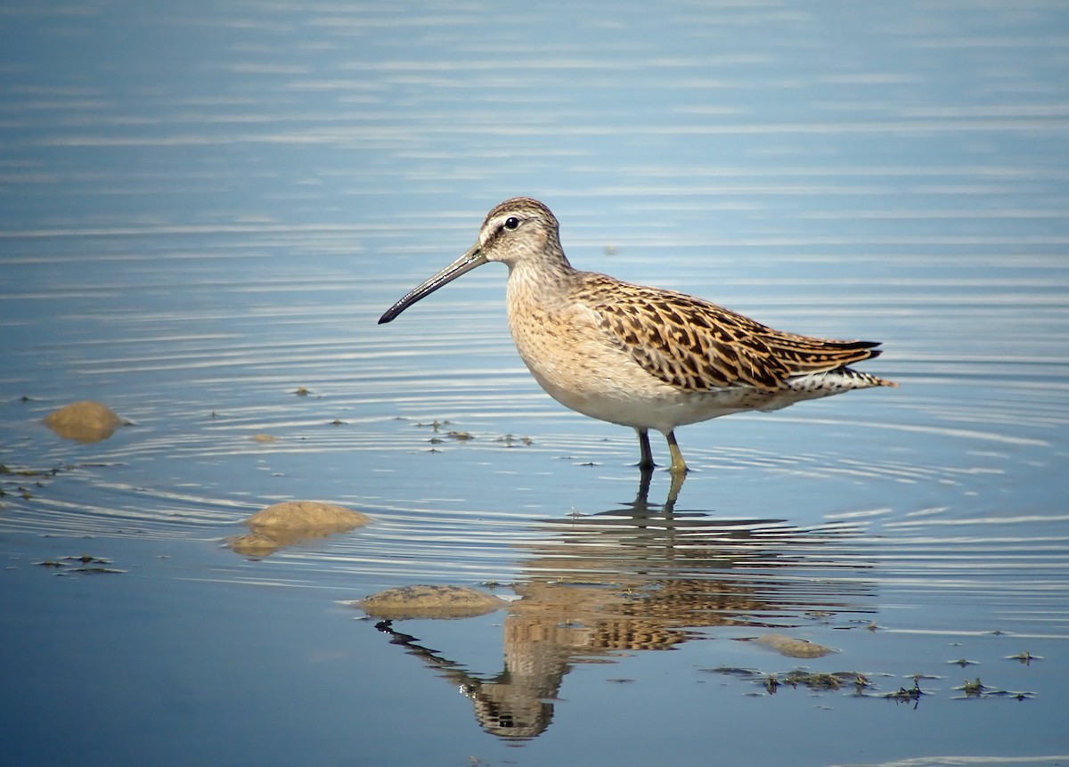 Short-billed Dowitcher - ML364491271