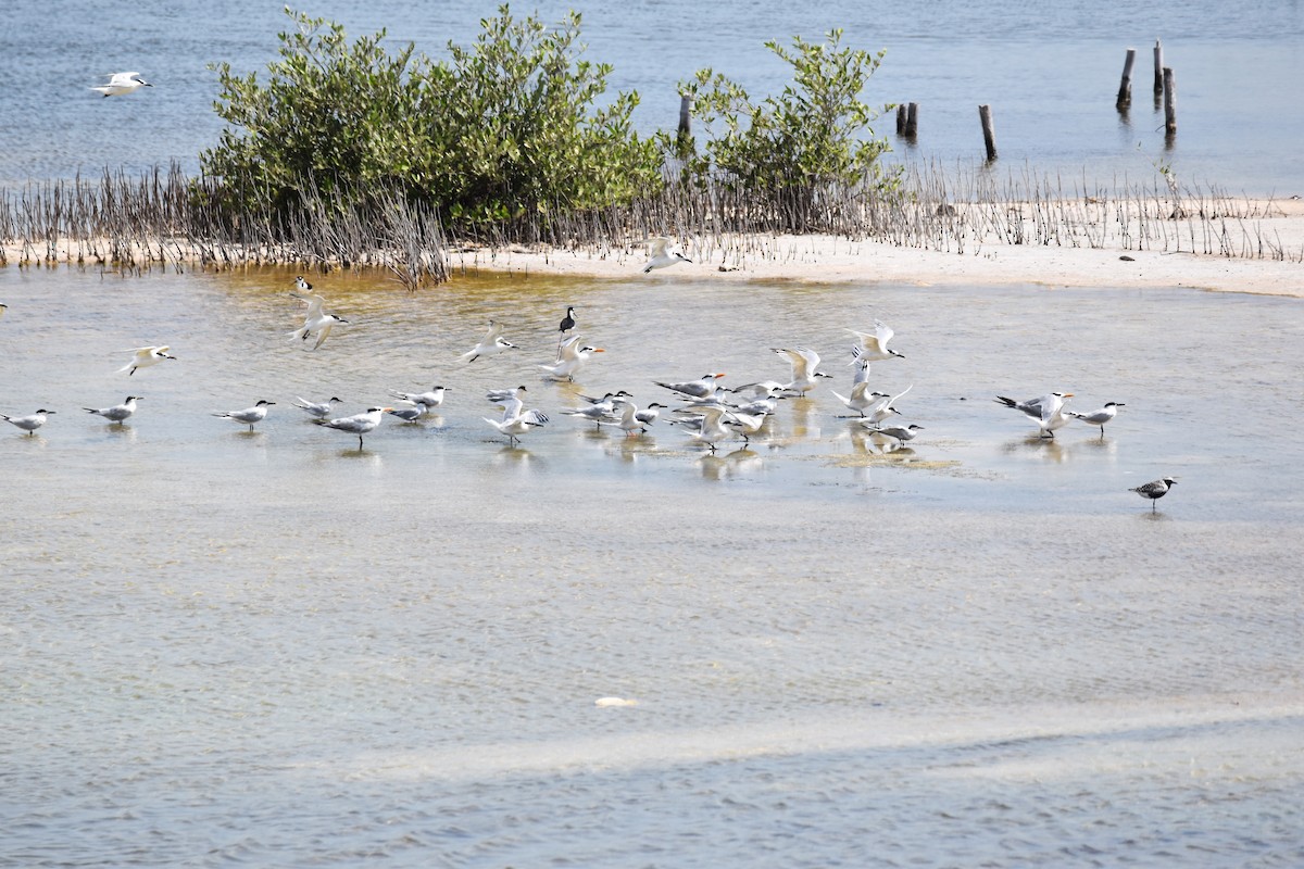 Roseate Tern - ML364492841