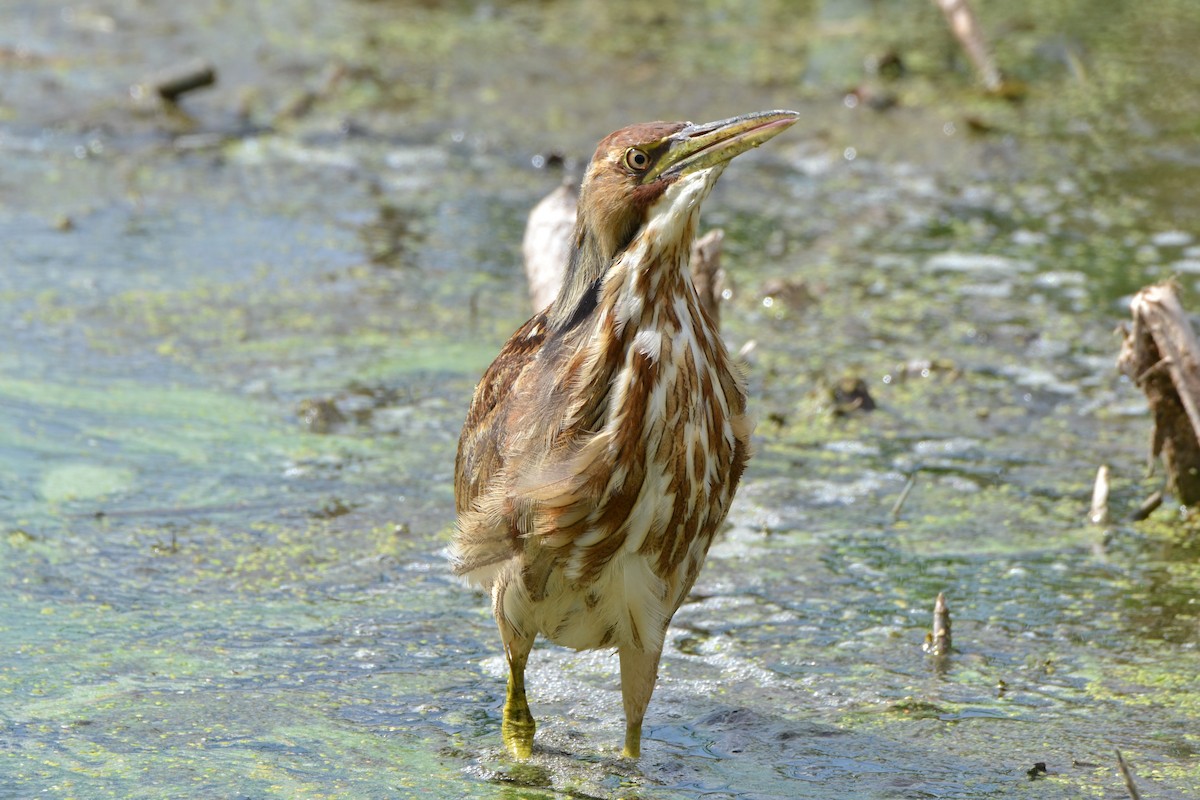 American Bittern - ML364493041