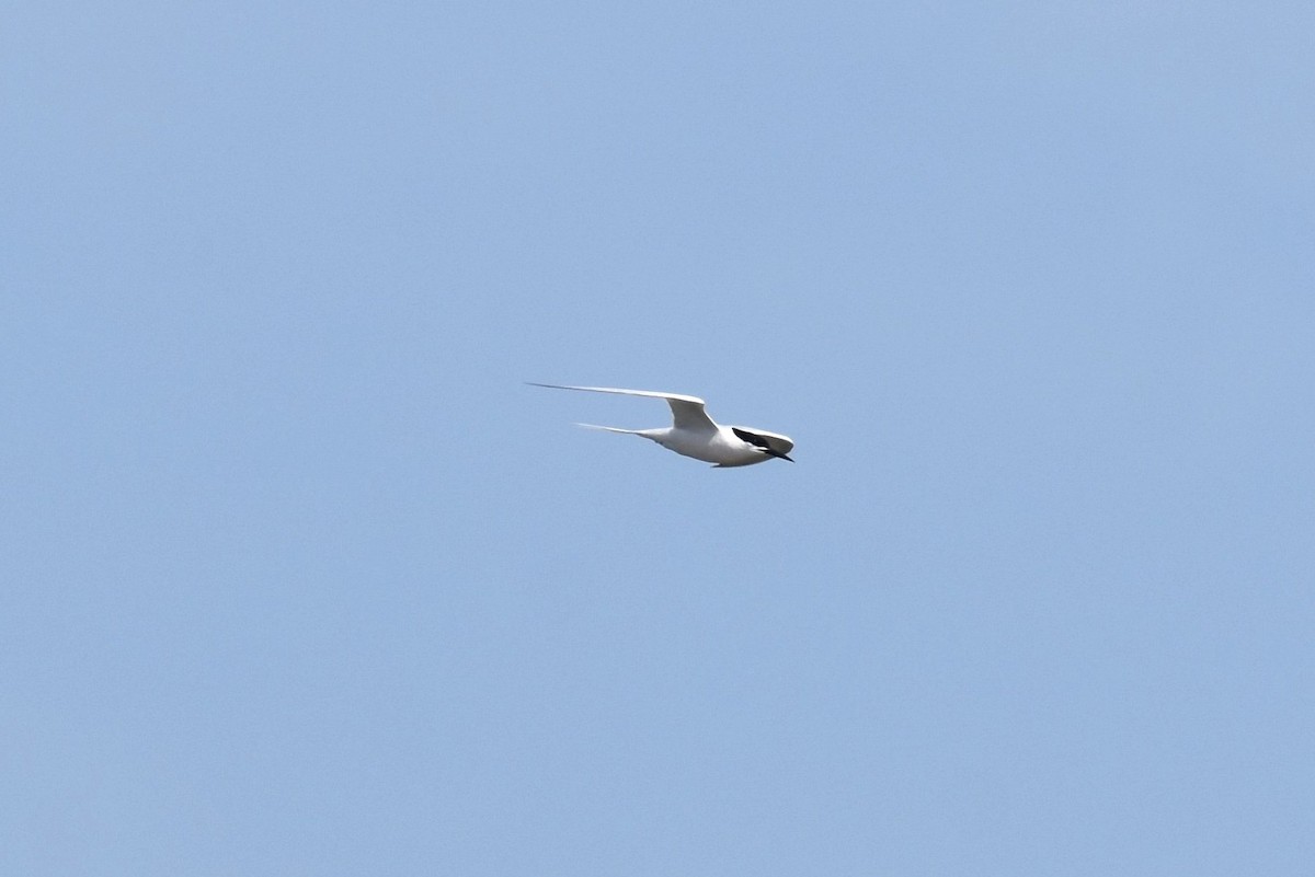 Roseate Tern - ML364493921