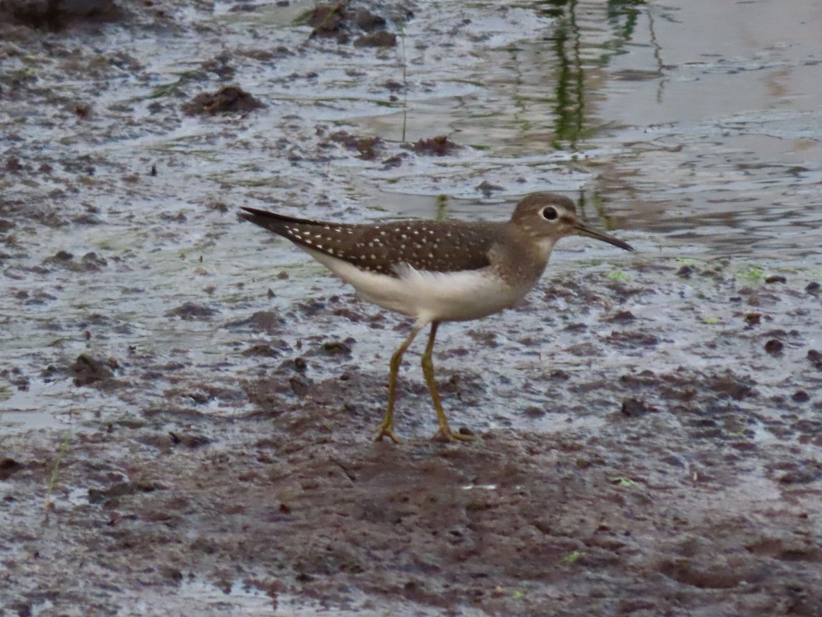 Einsiedelwasserläufer - ML364496491