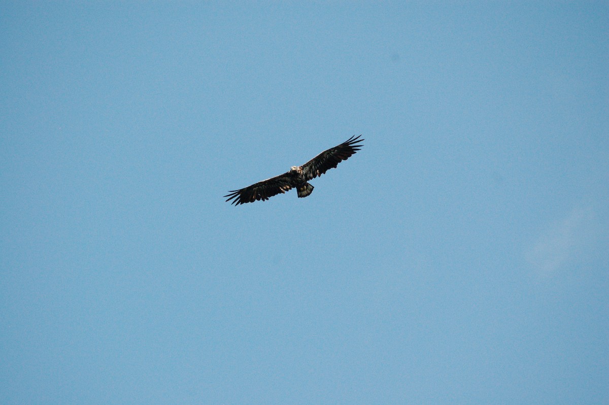 Bald Eagle - ML364498061