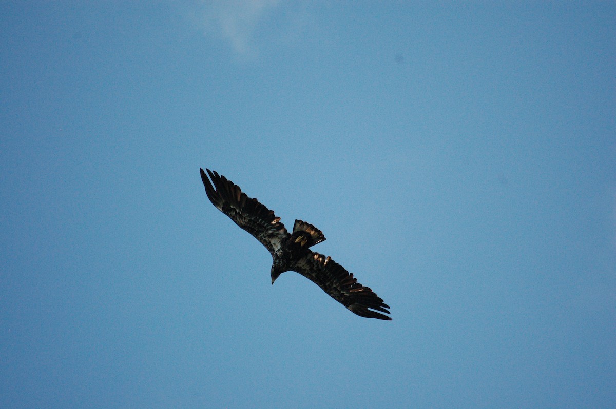 Bald Eagle - ML364498071