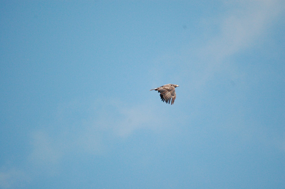 Bald Eagle - ML364498081