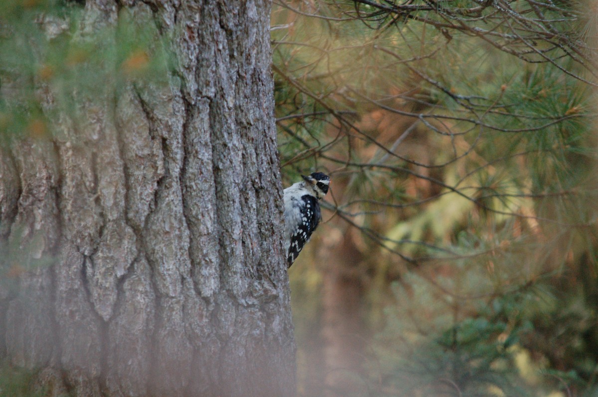 Hairy Woodpecker - ML364499611