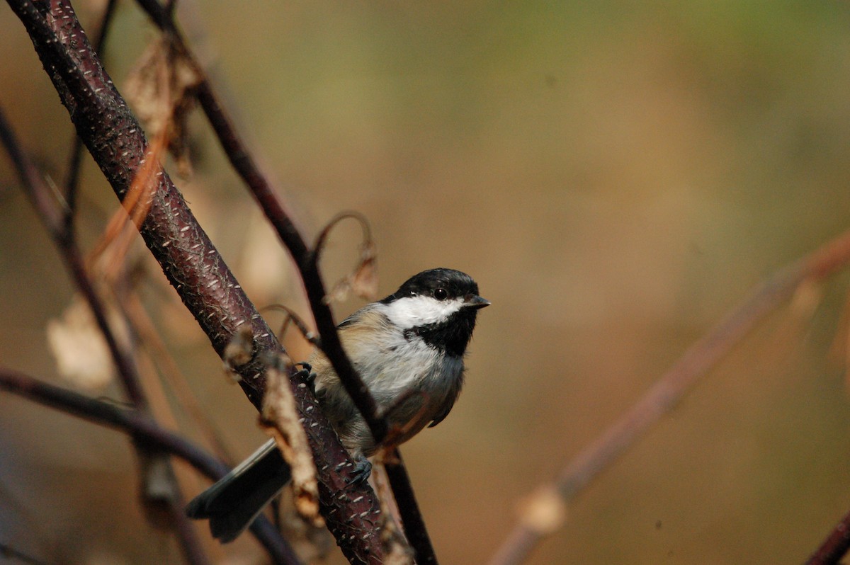 Black-capped Chickadee - ML364499681