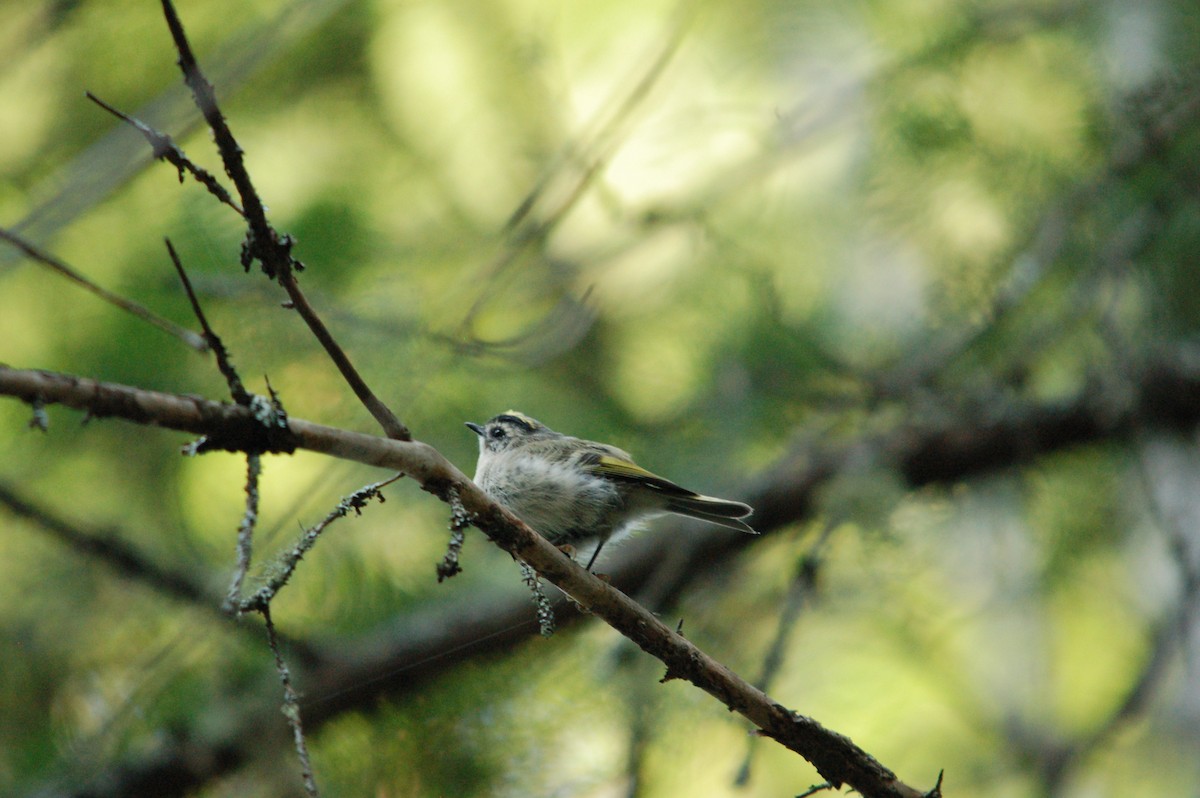 Golden-crowned Kinglet - ML364499801