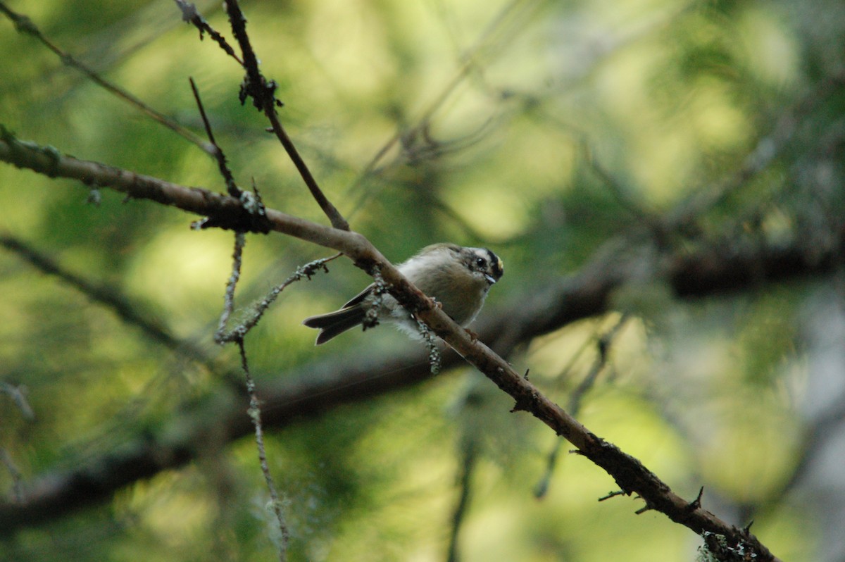 Golden-crowned Kinglet - ML364499861