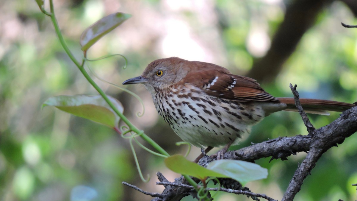 Brown Thrasher - ML36449991