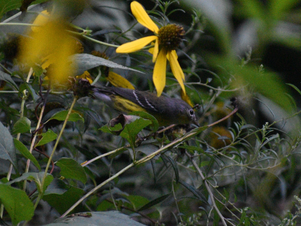 Magnolia Warbler - ML364500101