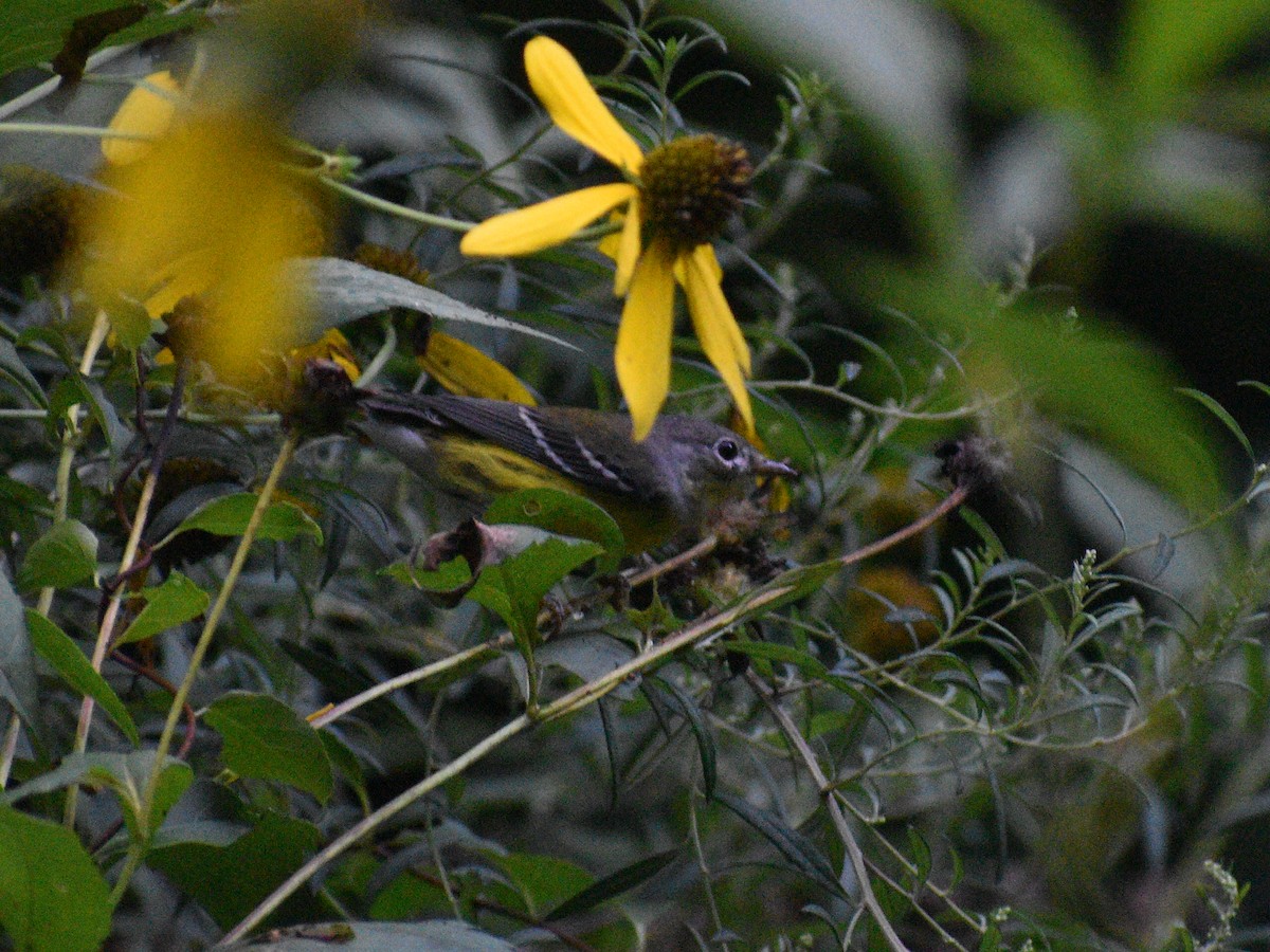 Magnolia Warbler - Patrick McGill