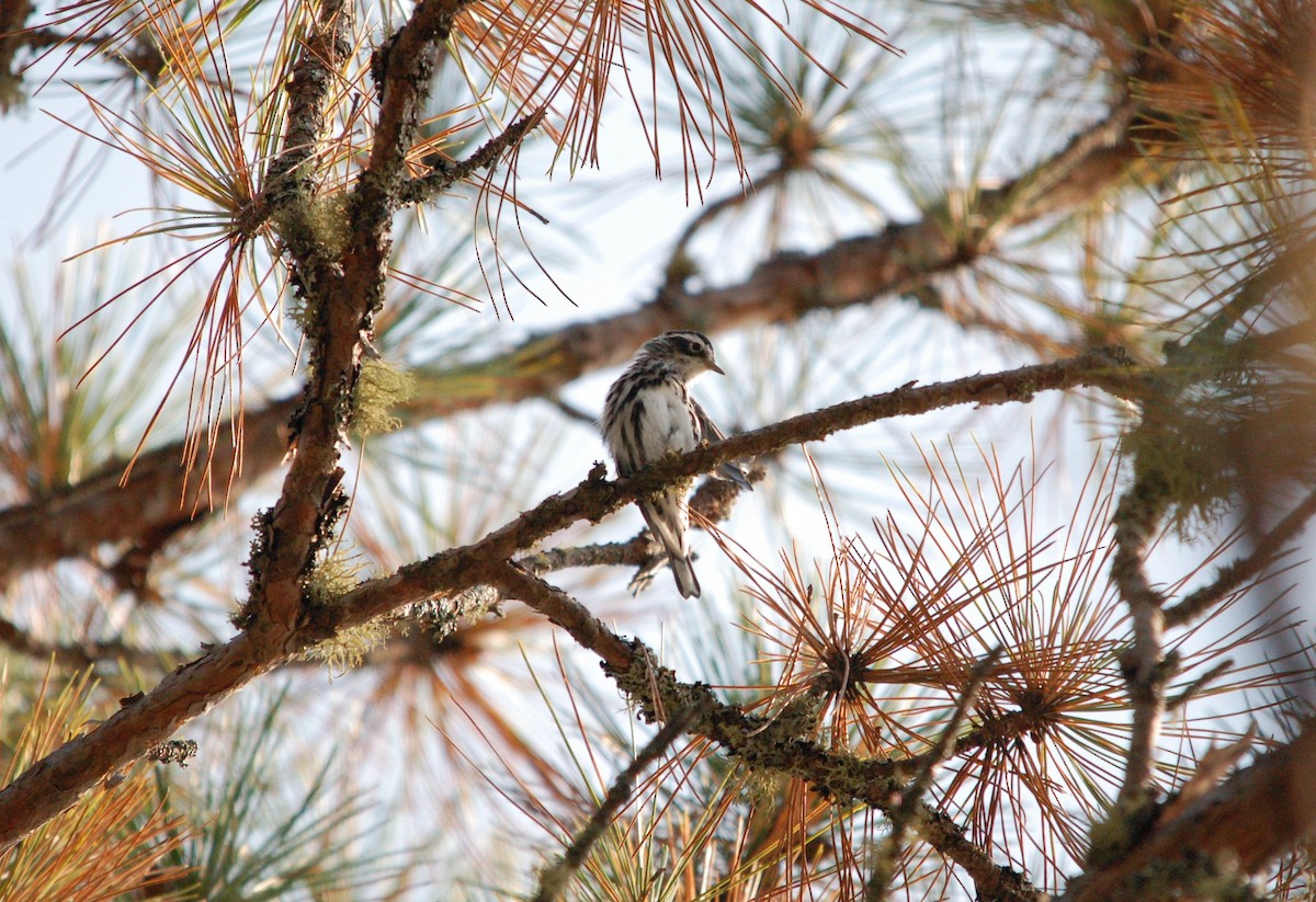 Black-and-white Warbler - ML364500141