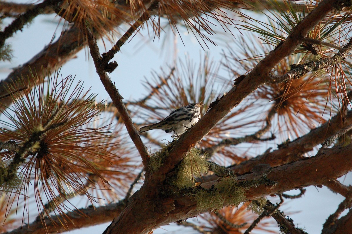 Black-and-white Warbler - ML364500161