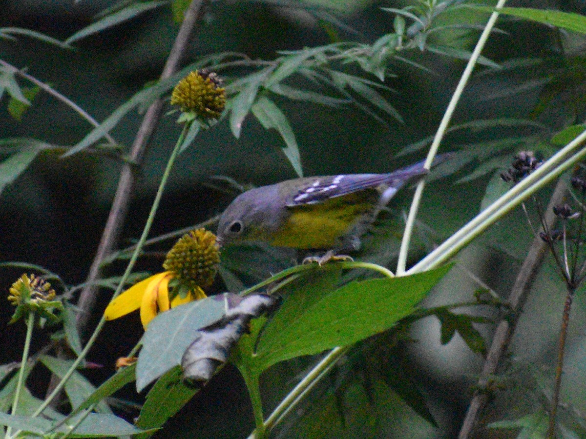 Magnolia Warbler - ML364500191