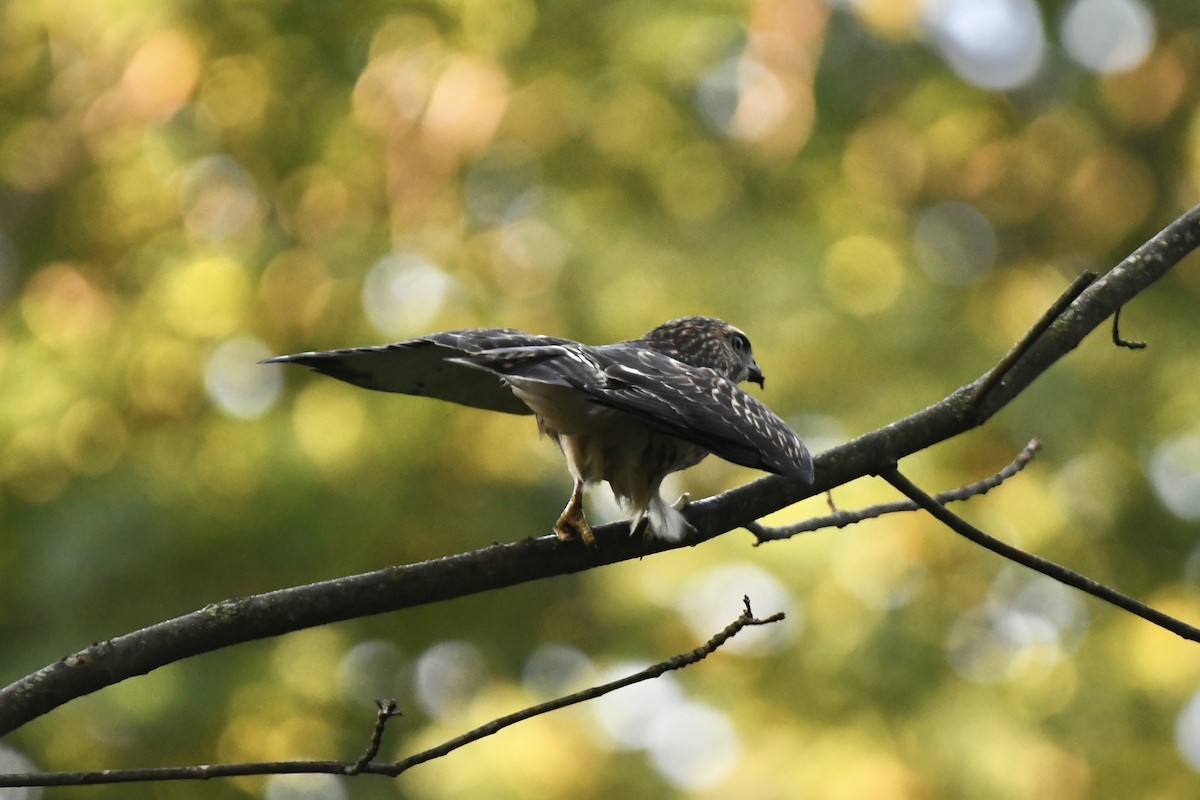 Broad-winged Hawk - ML364500491
