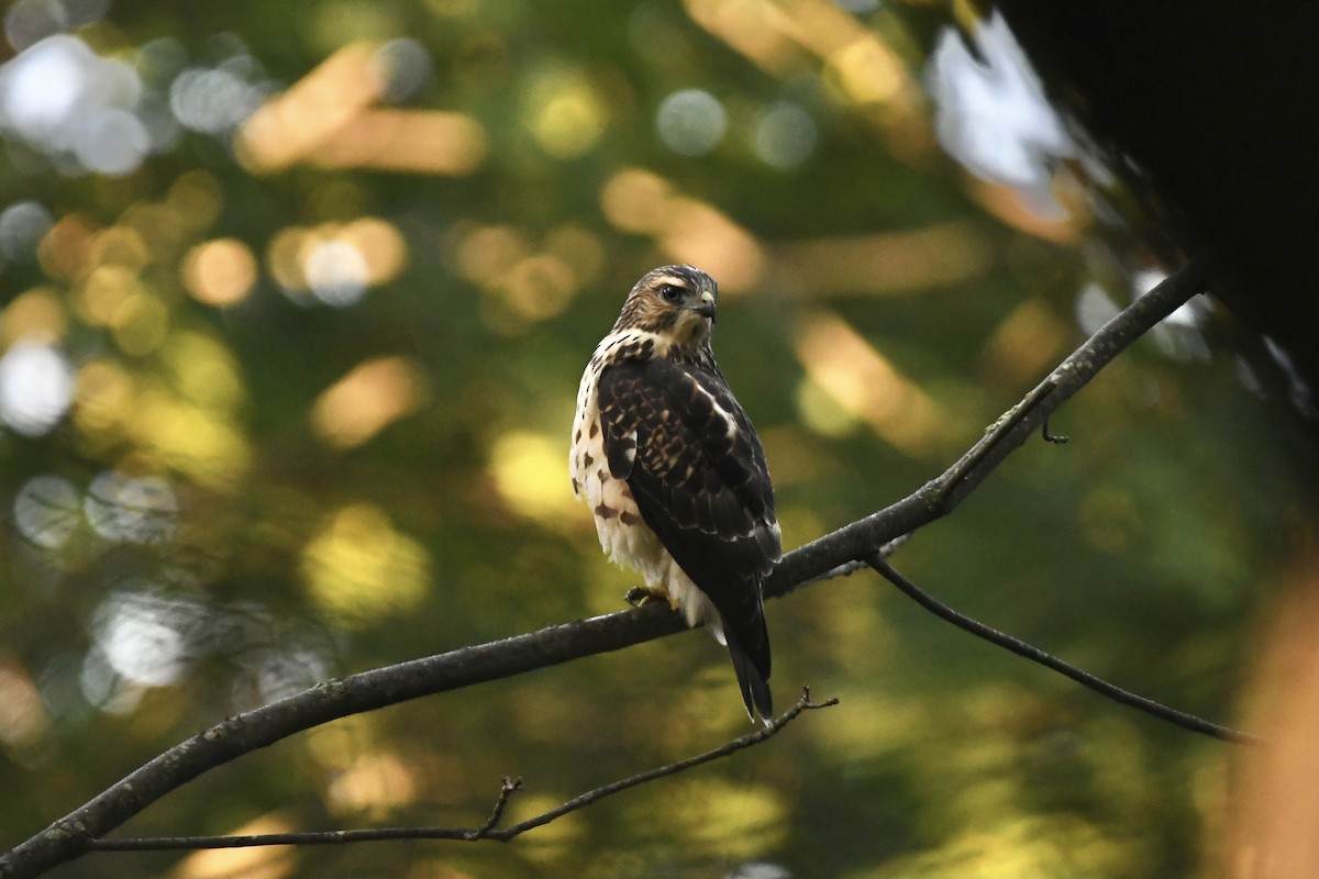 Broad-winged Hawk - ML364500511