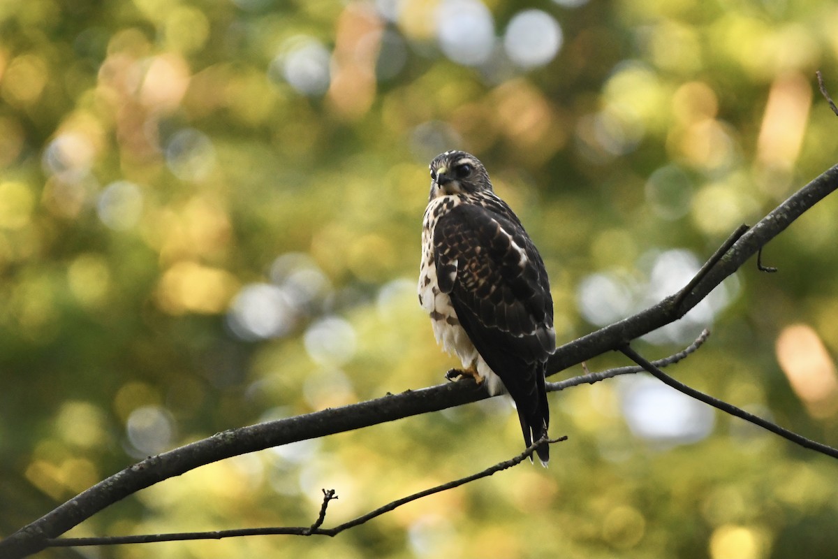 Broad-winged Hawk - ML364500541