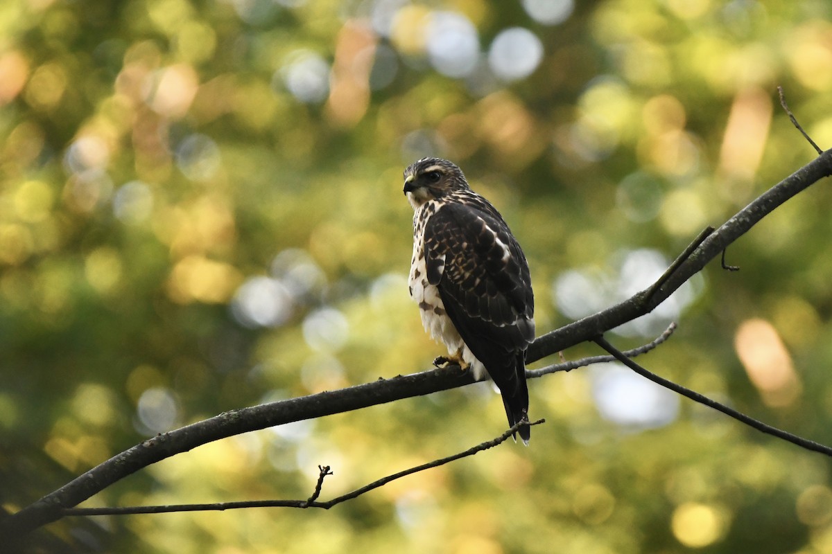 Broad-winged Hawk - ML364500581