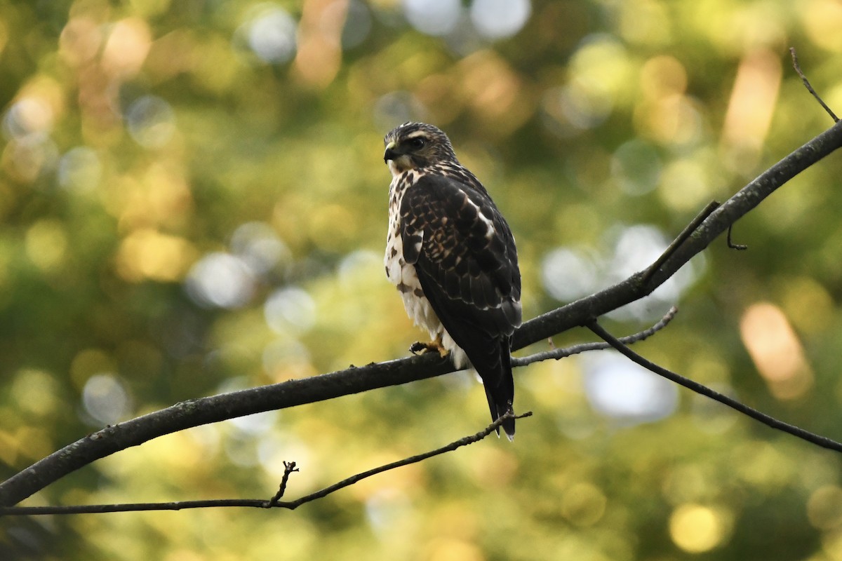 Broad-winged Hawk - ML364500601