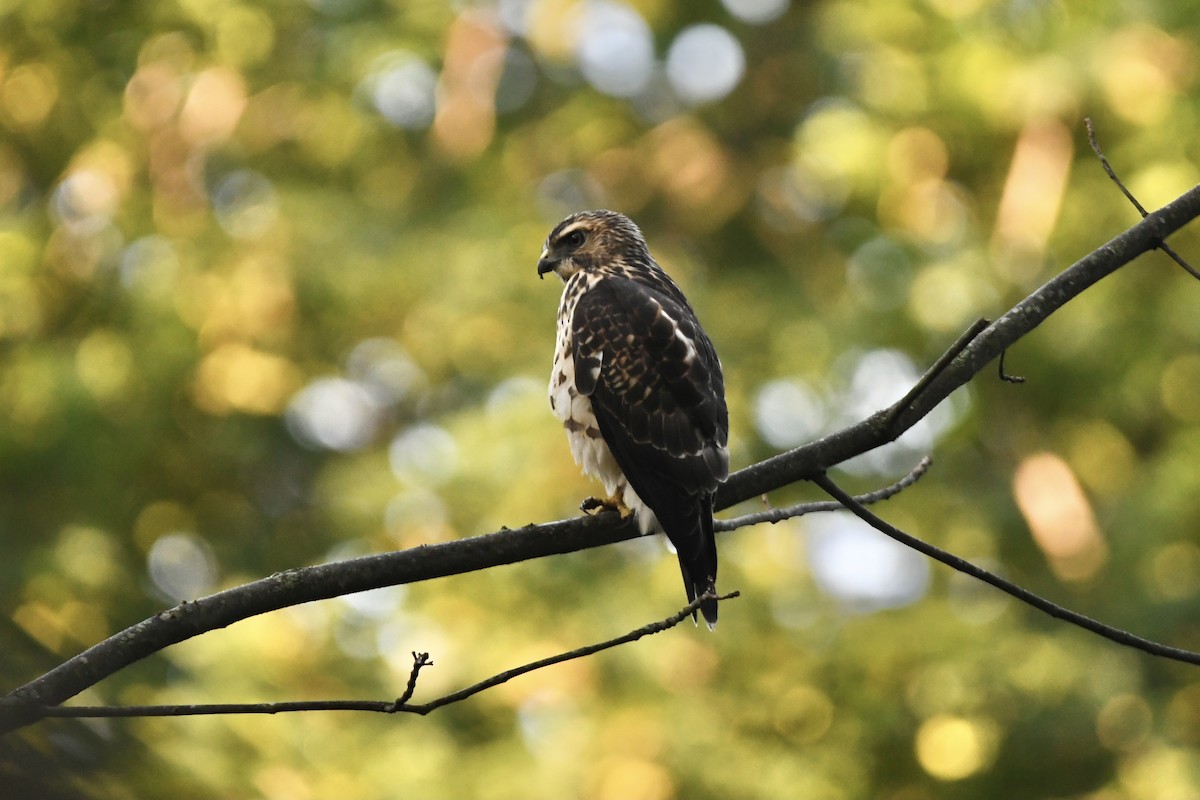 Broad-winged Hawk - ML364500631