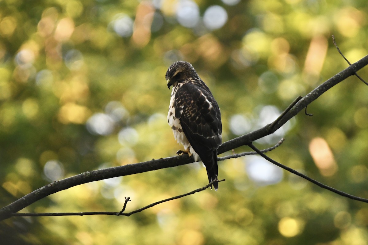 Broad-winged Hawk - ML364500641