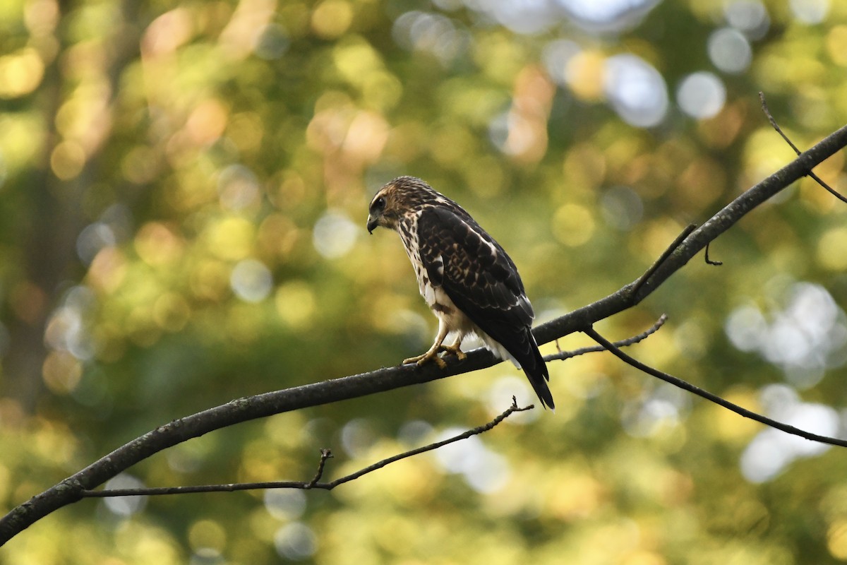 Broad-winged Hawk - ML364500651