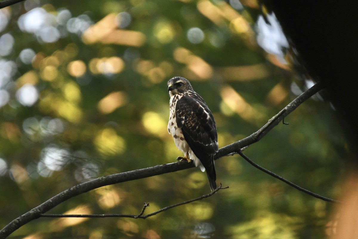 Broad-winged Hawk - ML364500661