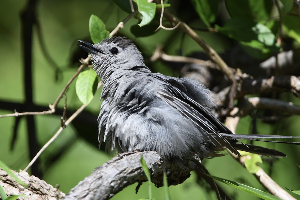 Gray Catbird - ML364500941